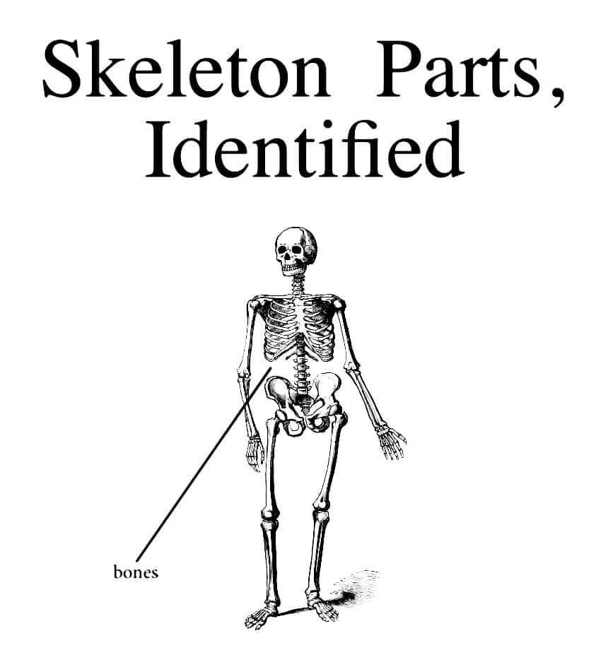 dank memes - skeleton identified bones meme - Skeleton Parts, Identified bones