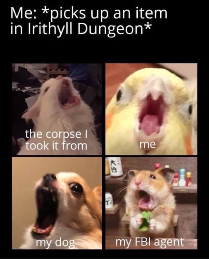 funny gaming memes - Me picks up an item in Irithyll Dungeon the corpse el took it from me my dog my Fbi agent