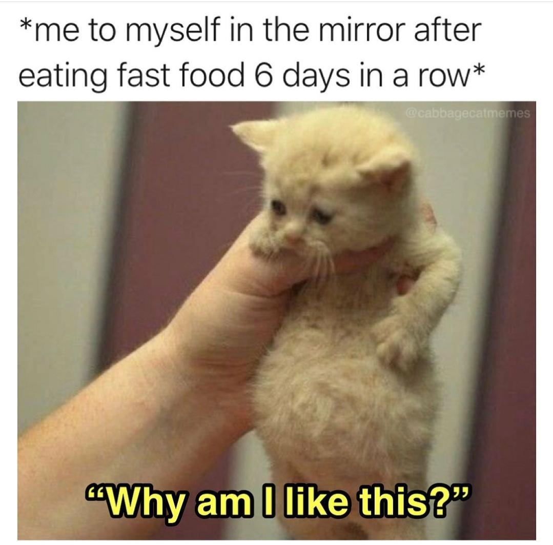 funny memes - dank memes - cat full of soup - me to myself in the mirror after eating fast food 6 days in a row "Why am I this?"