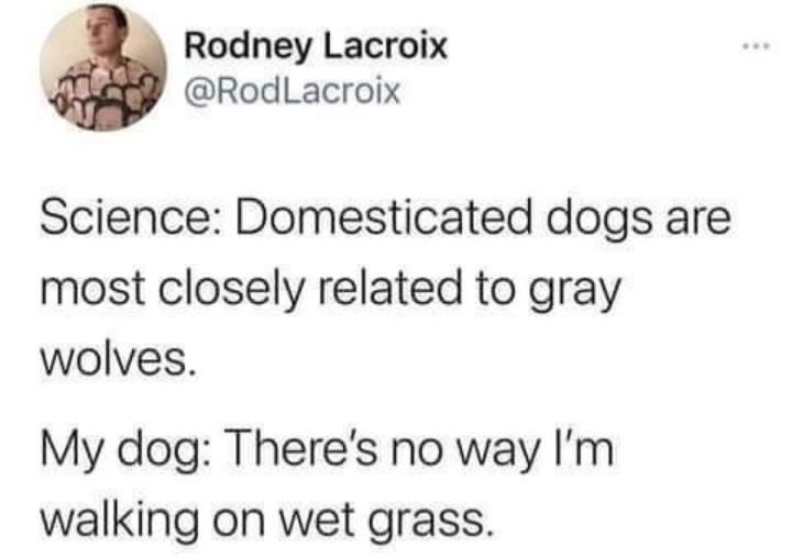 funny memes - dank memes - incorrect jungkook quotes - Rodney Lacroix Lacroix Science Domesticated dogs are most closely related to gray wolves. My dog There's no way I'm walking on wet grass.