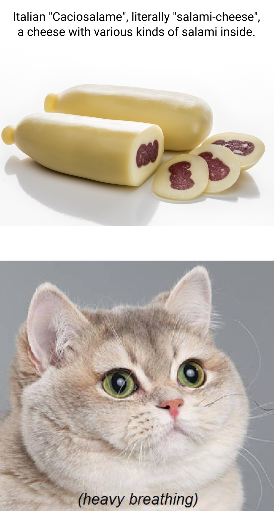 funny memes - dank memes - fat cat heavy breathing meme - Italian "Caciosalame", literally "salamicheese", a cheese with various kinds of salami inside. heavy breathing