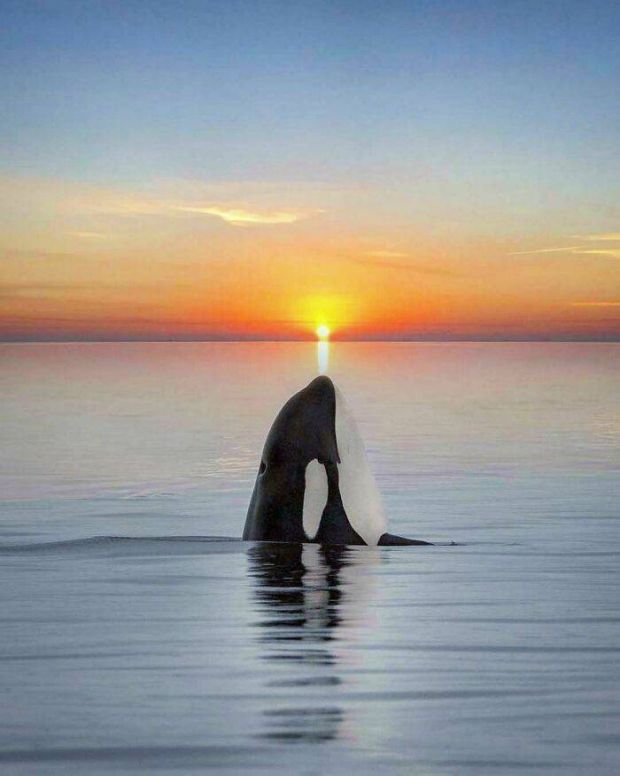 funny memes - dank memes - orca sunset