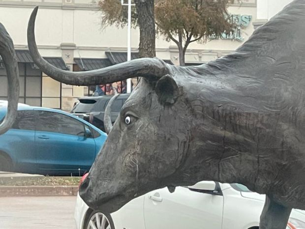 googly-eyed vandalism - bull