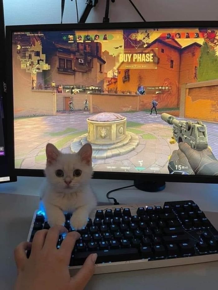 funny gaming memes  - cat playing valorant - Brended Man Inc Buy Phase o 15145