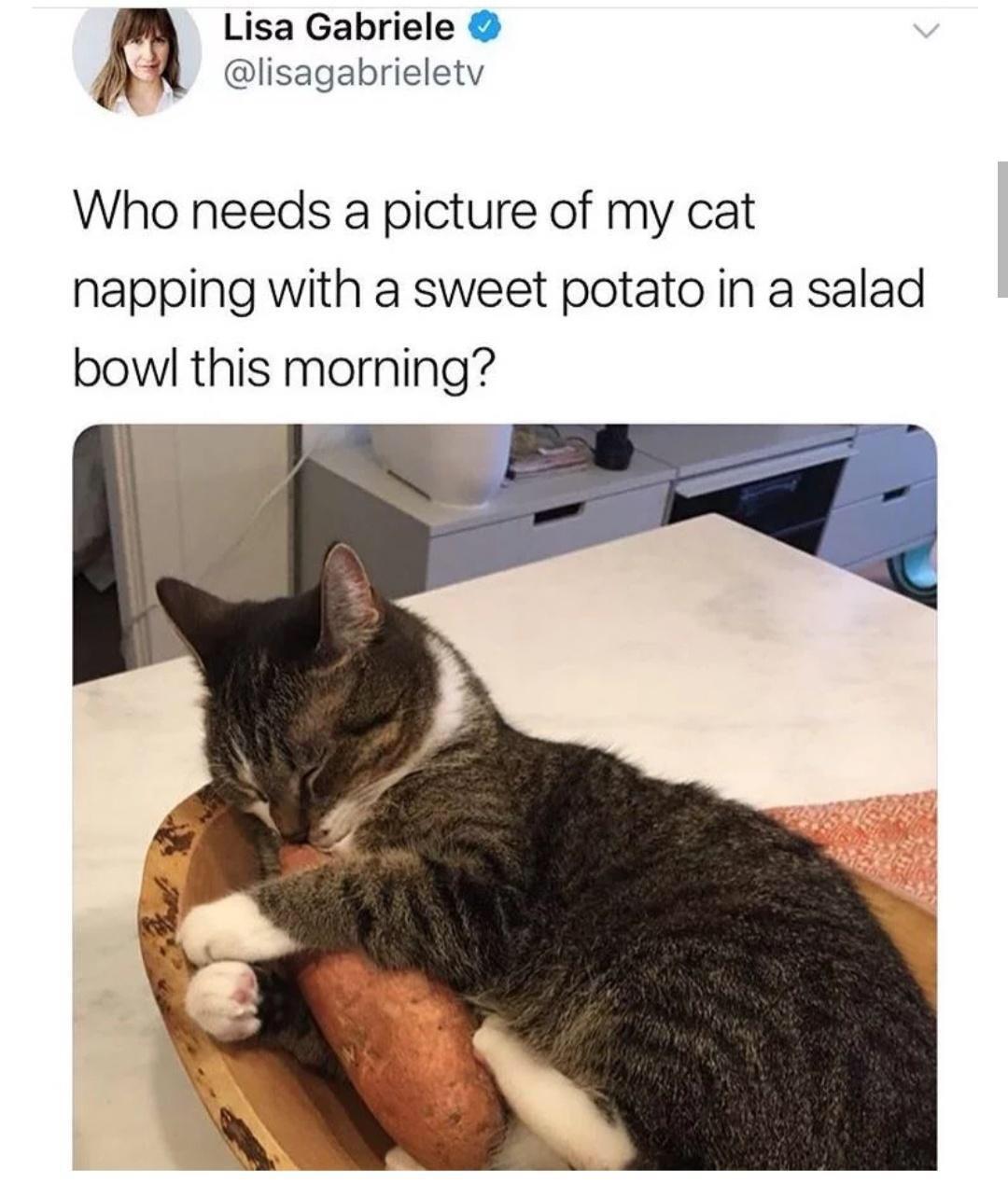 funny tweets and twitter memes - cat with sweet potato - Lisa Gabriele Who needs a picture of my cat napping with a sweet potato in a salad bowl this morning?