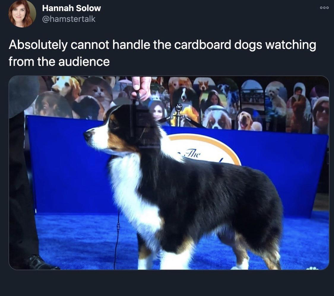 funny tweets and twitter memes - dog show cardboard audience - Hannah Solow Absolutely cannot handle the cardboard dogs watching from the audience The