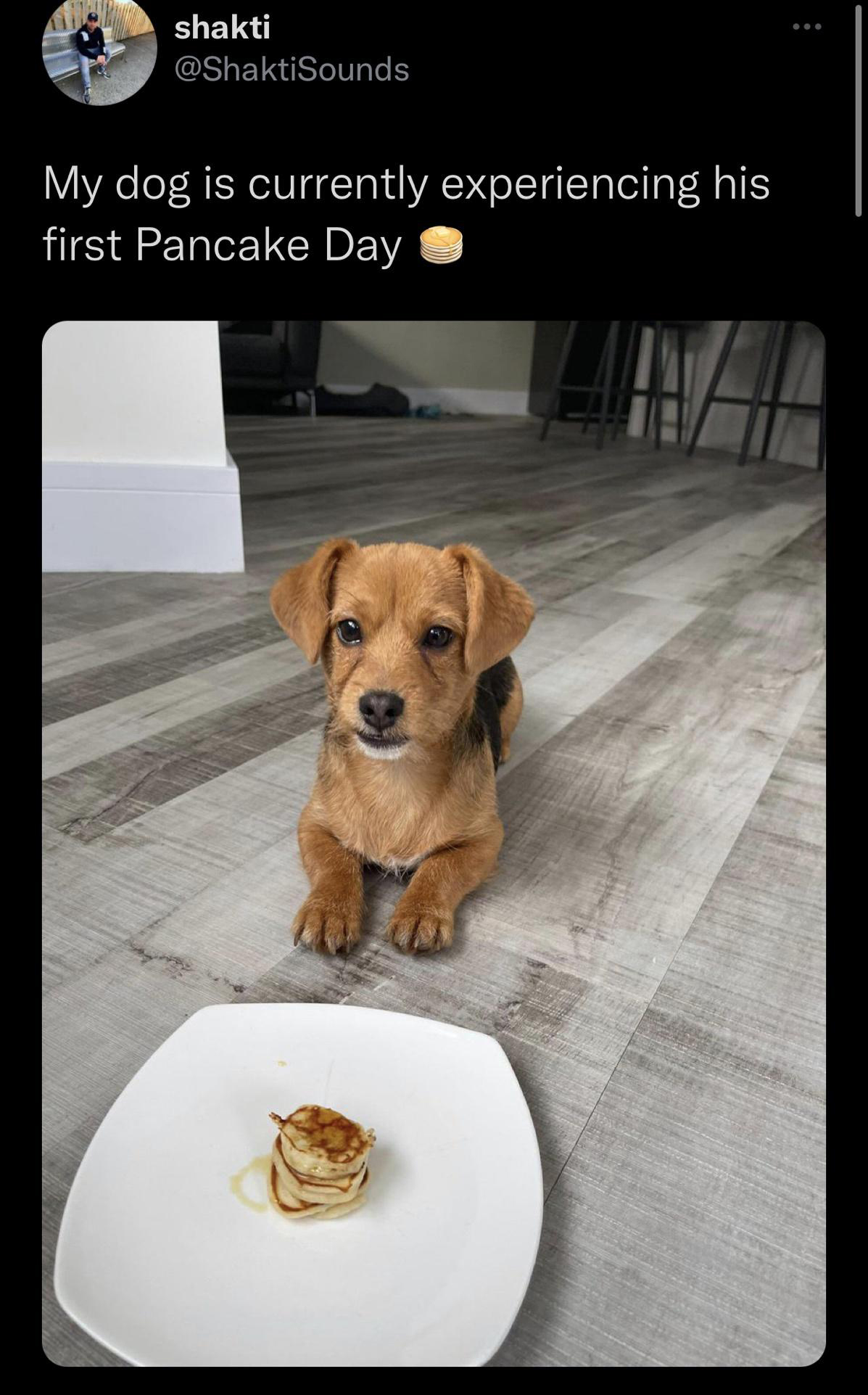 funny tweets and twitter memes - dog - shakti My dog is currently experiencing his first Pancake Day