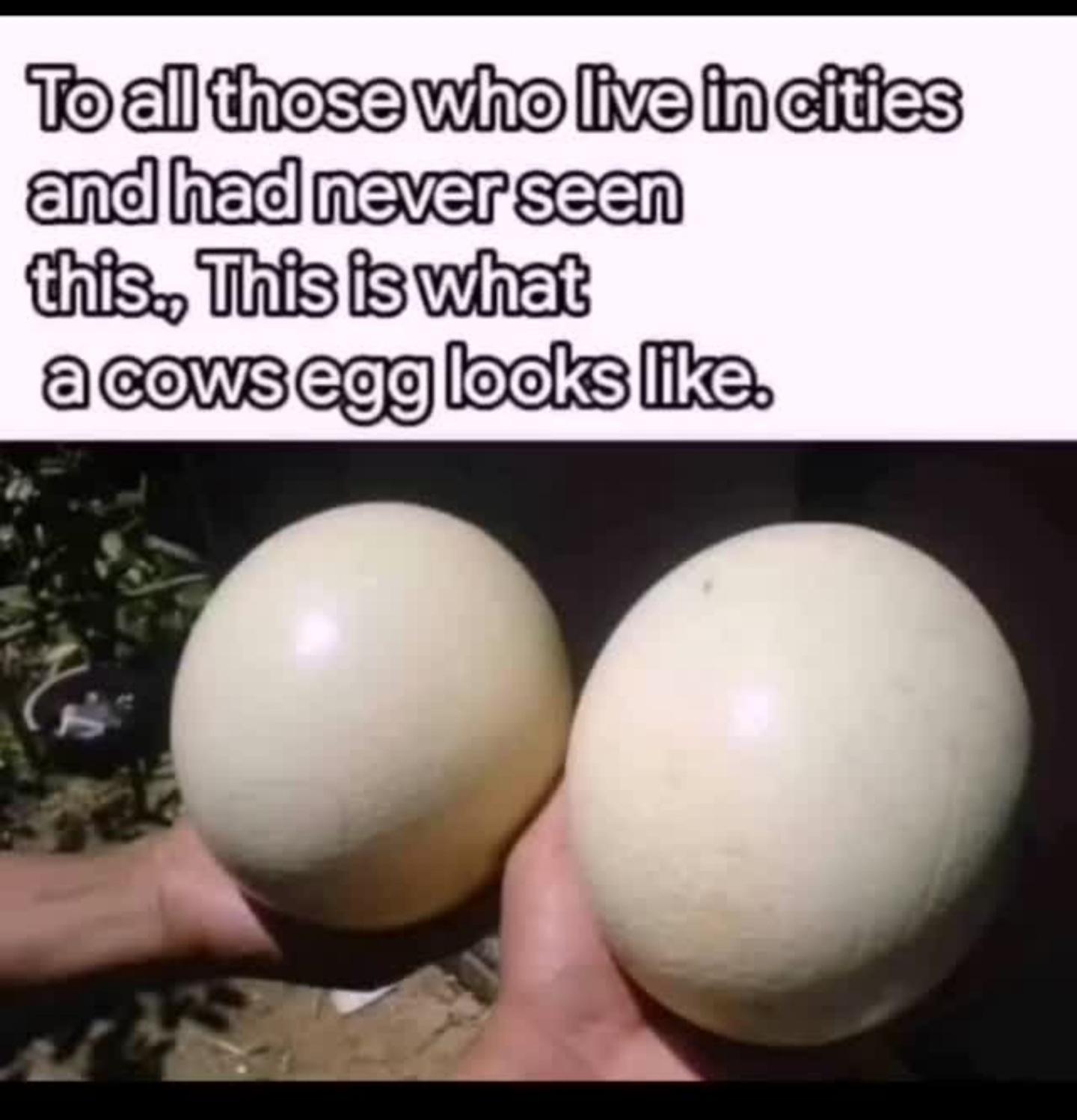 dank memes - funny memes - cow egg meme - To all those who live in cities and had never seen this. This is what a cows egg looks .