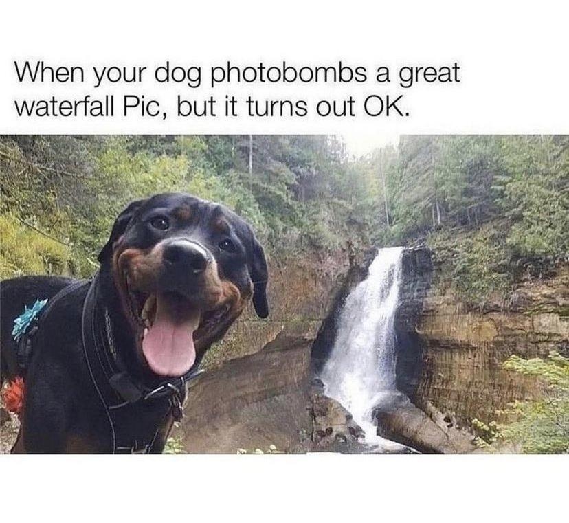 dank memes - funny memes - dog photobombs waterfall - When your dog photobombs a great waterfall Pic, but it turns out Ok.