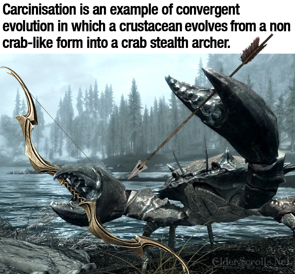 funny gaming memes - skyrim mud crab - Carcinisation is an example of convergent evolution in which a crustacean evolves from a non crab form into a crab stealth archer. Glder Scrolls. No Es
