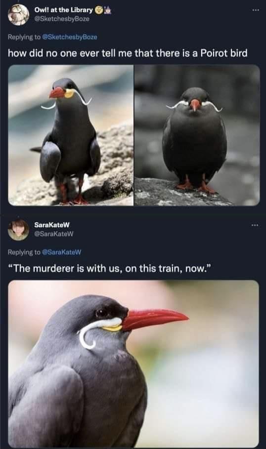 twitter memes - funny memes - poirot bird - Owll at the Library Old how did no one ever tell me that there is a Poirot bird SarakateW W "The murderer is with us, on this train, now."