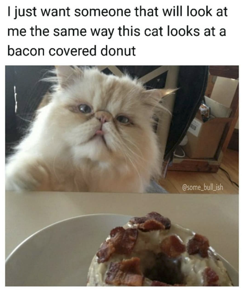 funny memes - funny donut memes - I just want someone that will look at me the same way this cat looks at a bacon covered donut
