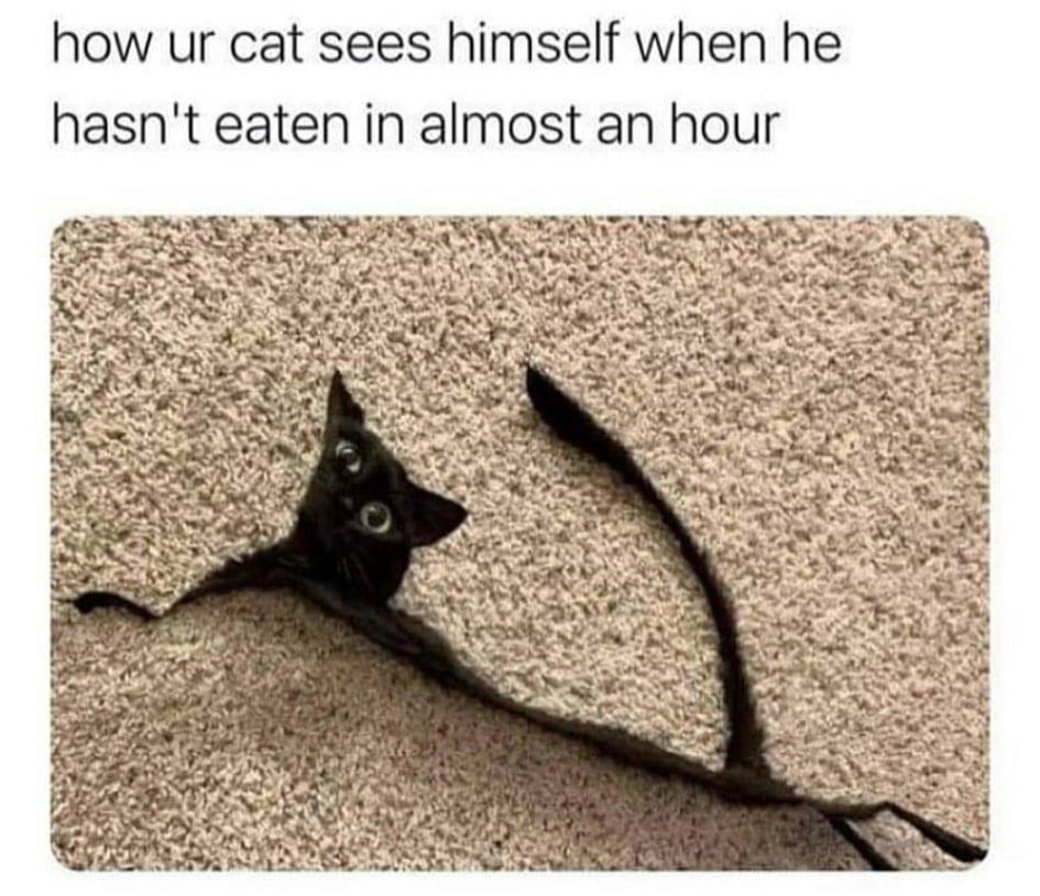 funny memes - your cat thinks it looks like - how ur cat sees himself when he hasn't eaten in almost an hour