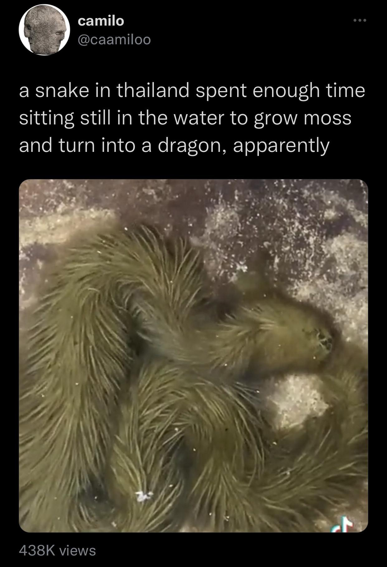 funny tweets - fauna - camilo a snake in thailand spent enough time sitting still in the water to grow moss and turn into a dragon, apparently 4386 views