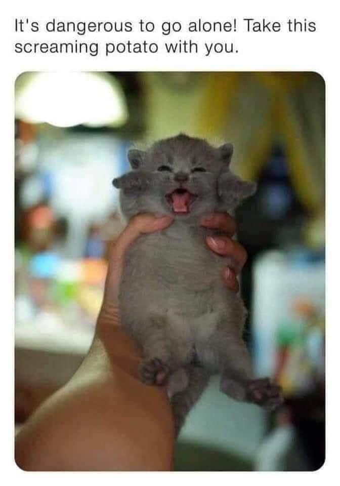 funny memes - dank memes - screaming potato cat - It's dangerous to go alone! Take this screaming potato with you.