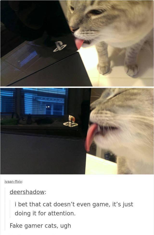 funny memes - dank memes - funny cat - cb ivaanffxiv deershadow i bet that cat doesn't even game, it's just doing it for attention. Fake gamer cats, ugh