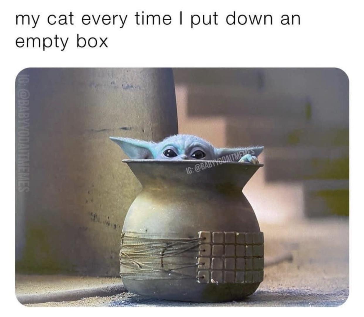 funny memes - dank memes - Grogu - my cat every time I put down an empty box Ig