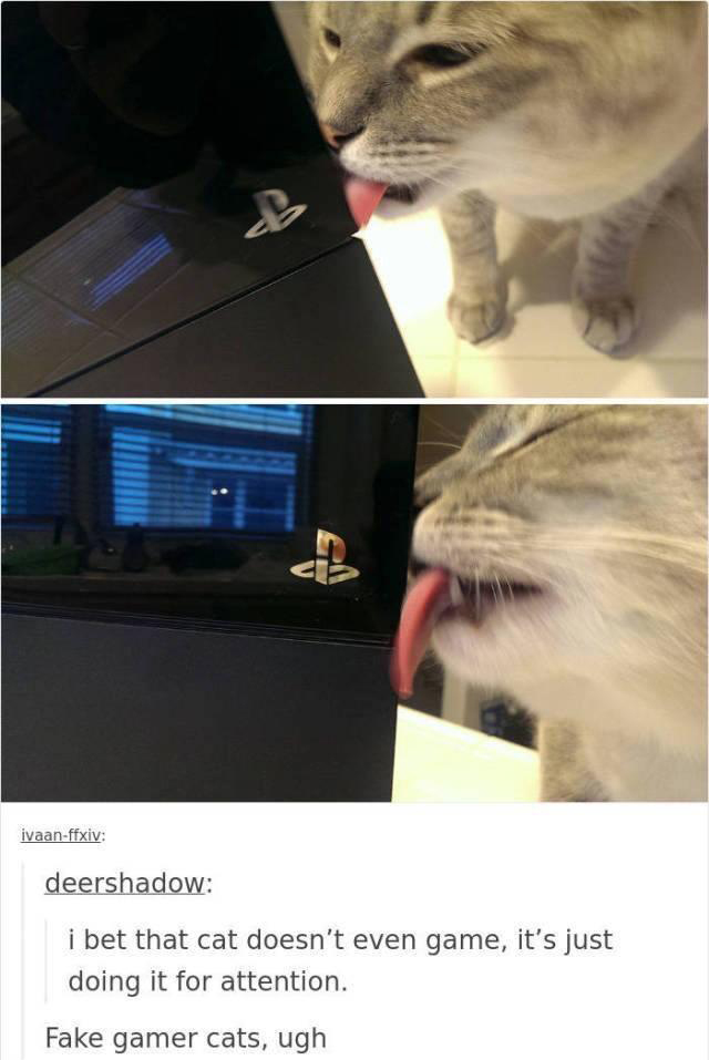 funny gaming memes - funny cat - cb ivaanffxiv deershadow i bet that cat doesn't even game, it's just doing it for attention. Fake gamer cats, ugh