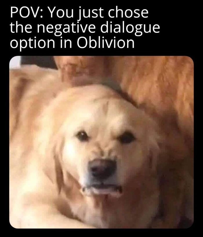 funny gaming memes - firulais enojado - Pov You just chose the negative dialogue option in Oblivion