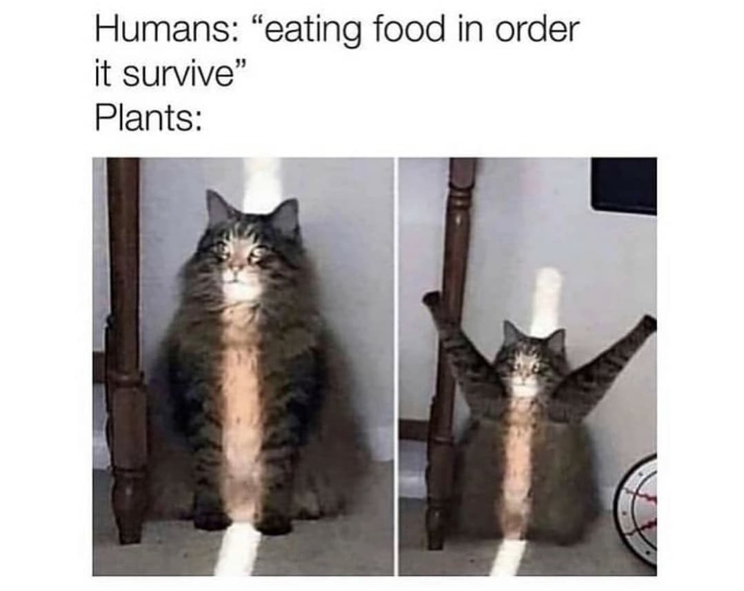 funny memes - dank memes - photosynthesis meme - Humans "eating food in order it survive" Plants