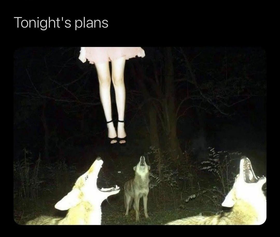 funny memes - dank memes - animal night camera - Tonight's plans T