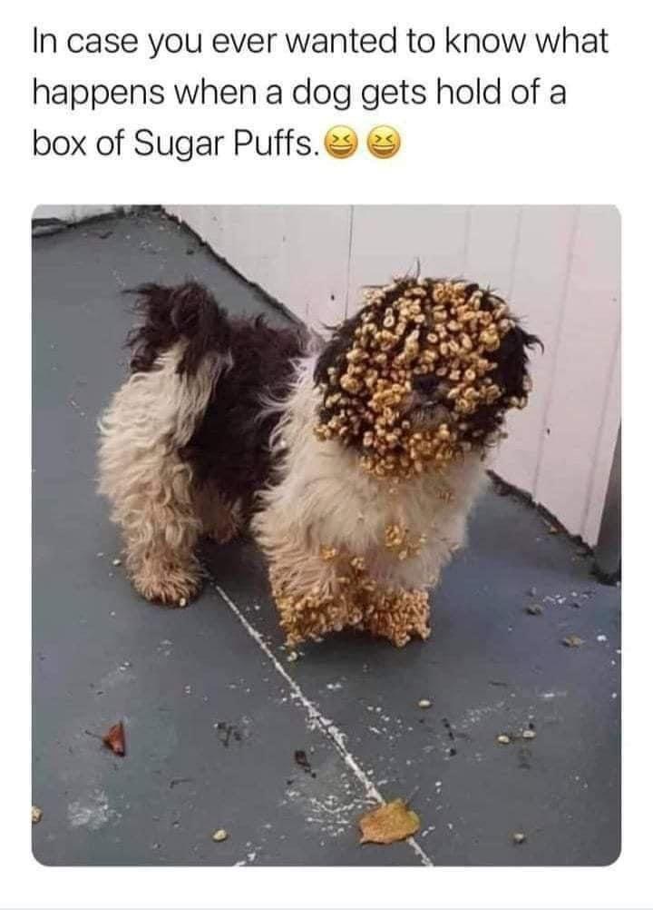 funny memes - dank memes - dog in sugar puffs - In case you ever wanted to know what happens when a dog gets hold of a box of Sugar Puffs.