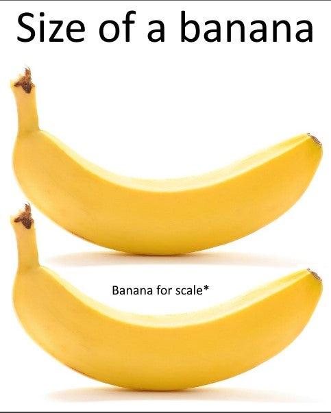 funny memes - dank memes - banana for scale - Size of a banana Banana for scale