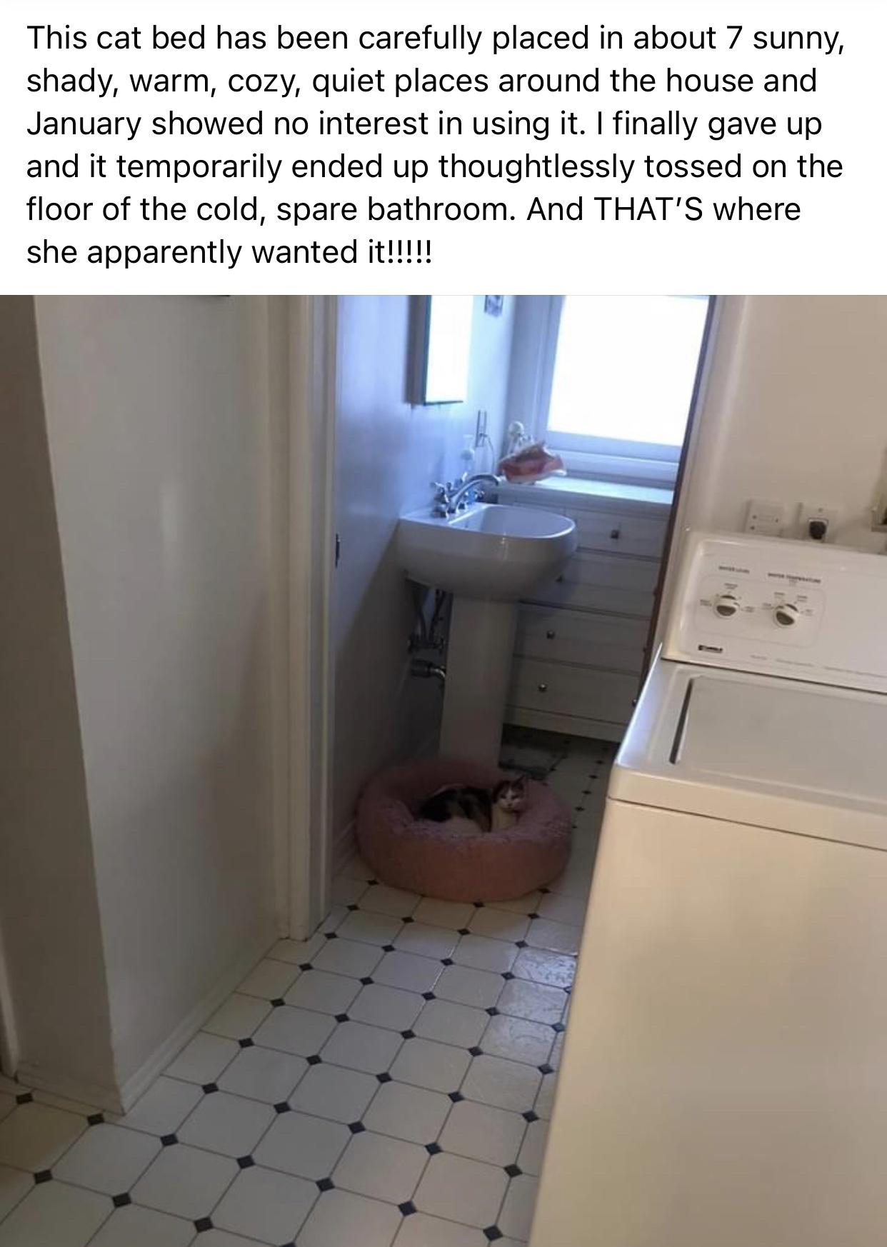 funny memes - dank memes - floor - This cat bed has been carefully placed in about 7 sunny, shady, warm, cozy, quiet places around the house and January showed no interest in using it. I finally gave up and it temporarily ended up thoughtlessly tossed on 
