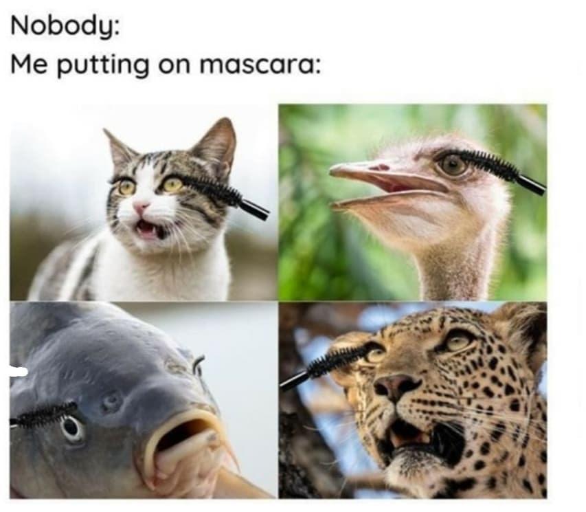 funny memes - dank memes - fauna - Nobody Me putting on mascara