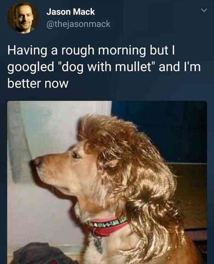 funny memes - dank memes - dog with a mullet - Jason Mack Having a rough morning but I googled "dog with mullet" and I'm better now