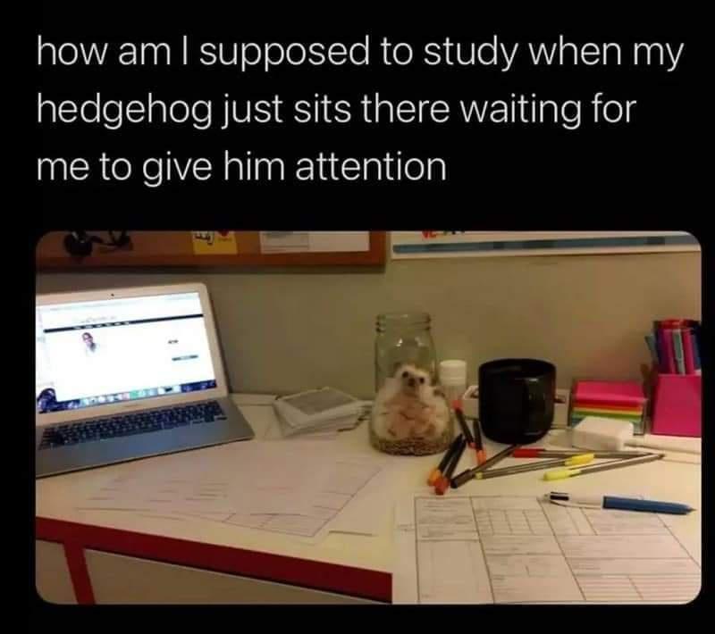 funny memes - dank memes - hedgehog attention - how am I supposed to study when my hedgehog just sits there waiting for me to give him attention
