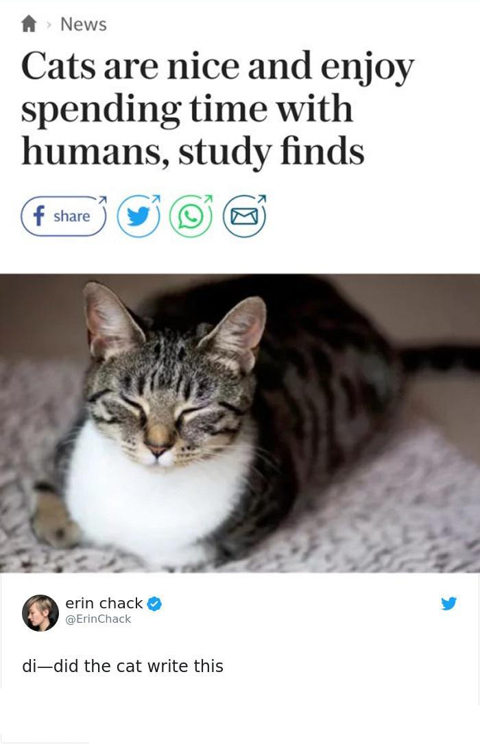 funny memes - dank memes - cats are nice - > News Cats are nice and enjoy spending time with humans, study finds f erin chack didid the cat write this