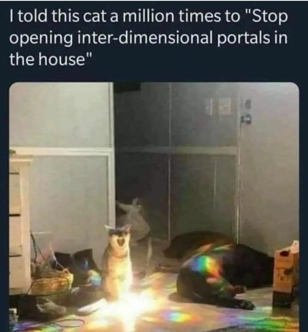 funny memes - dank memes - cat opening a portal - I told this cat a million times to "Stop opening interdimensional portals in the house"