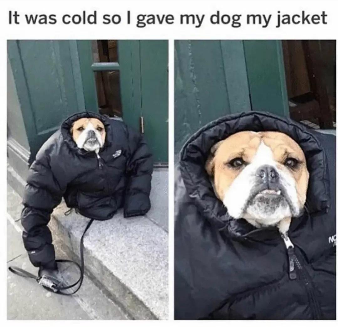 funny memes - dank memes - gave my dog my jacket - It was cold so I gave my dog my jacket