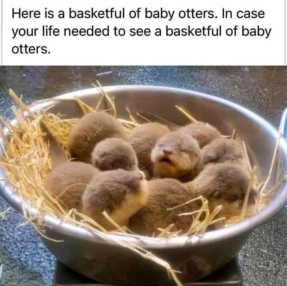 funny memes - dank memes - baby otters in a bowl - Here is a basketful of baby otters. In case your life needed to see a basketful of baby otters.