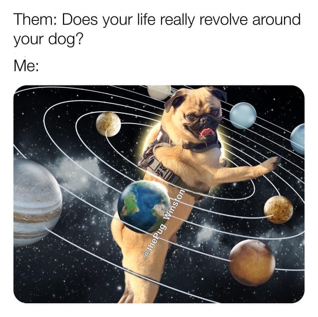 funny memes - dank memes - real life examples of concentric circles - Them Does your life really revolve around your dog? Me