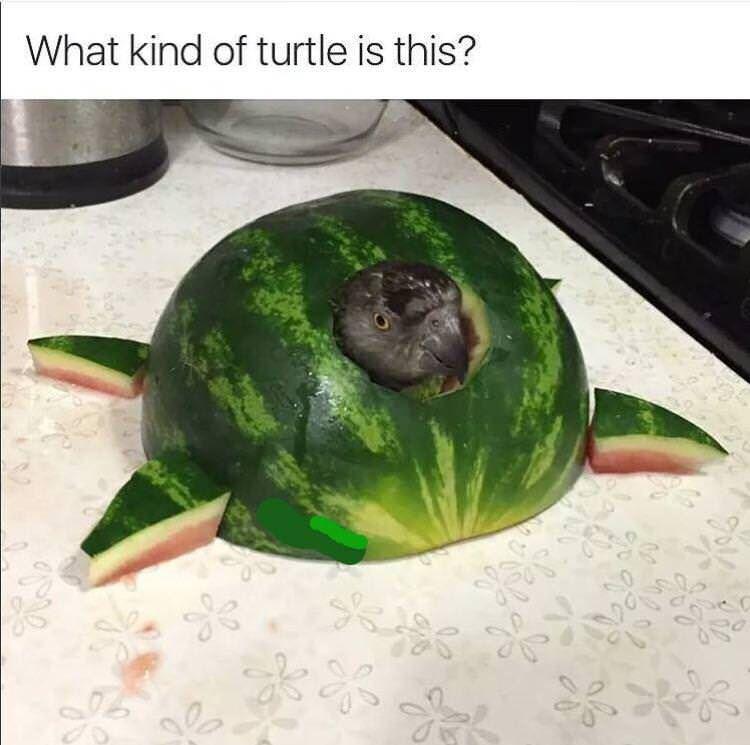 funny pics and memes - dont make me commit a melony - What kind of turtle is this? con Sb Og