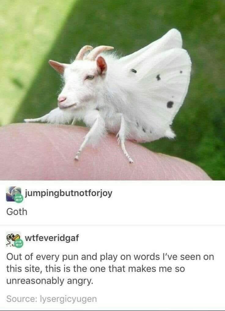 funny pics and memes - goat moth goth - jumpingbutnotforjoy Goth wtfeveridgaf Out of every pun and play on words I've seen on this site, this is the one that makes me so unreasonably angry. Source lysergicyugen
