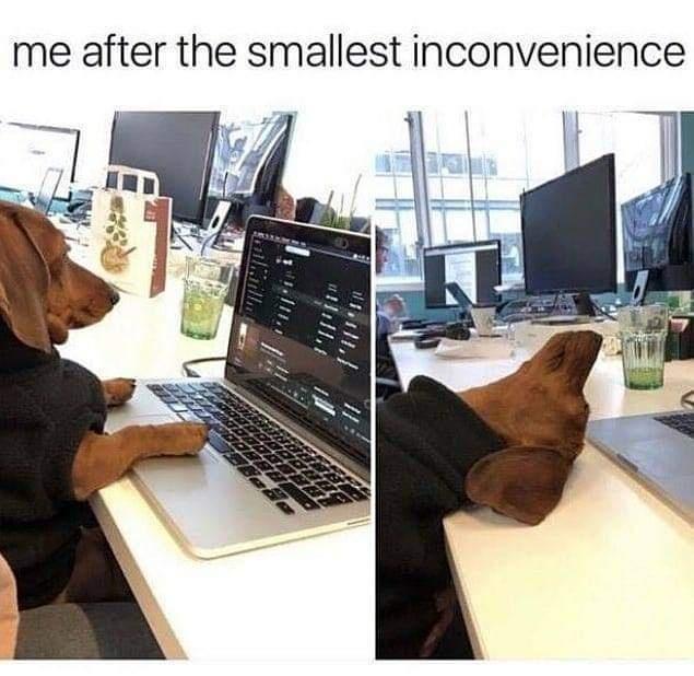 funny pics and memes - me after the smallest inconvenience - me after the smallest inconvenience