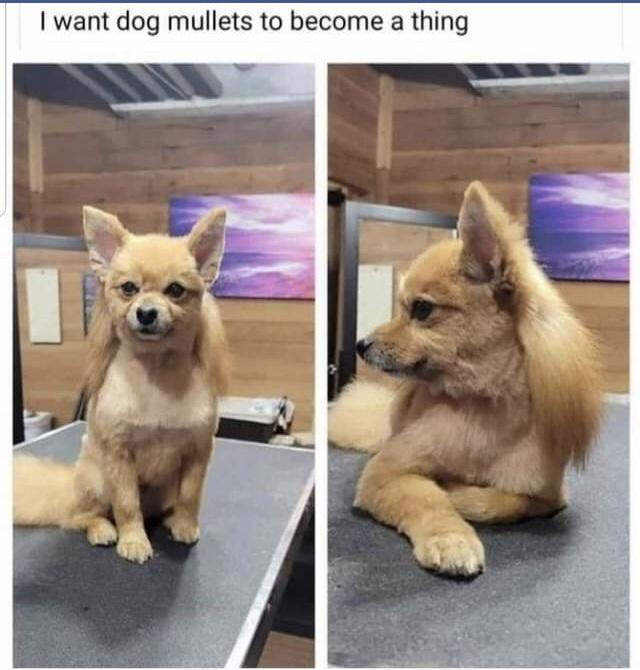 funny pics and memes - dog mullet - I want dog mullets to become a thing