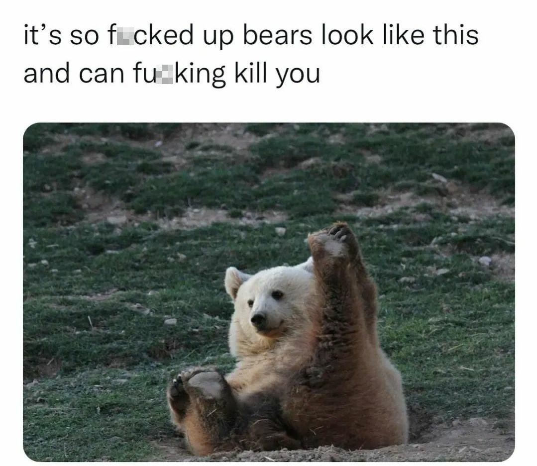 funny memes - bear playing - it's so fucked up bears look this and can fuking kill you