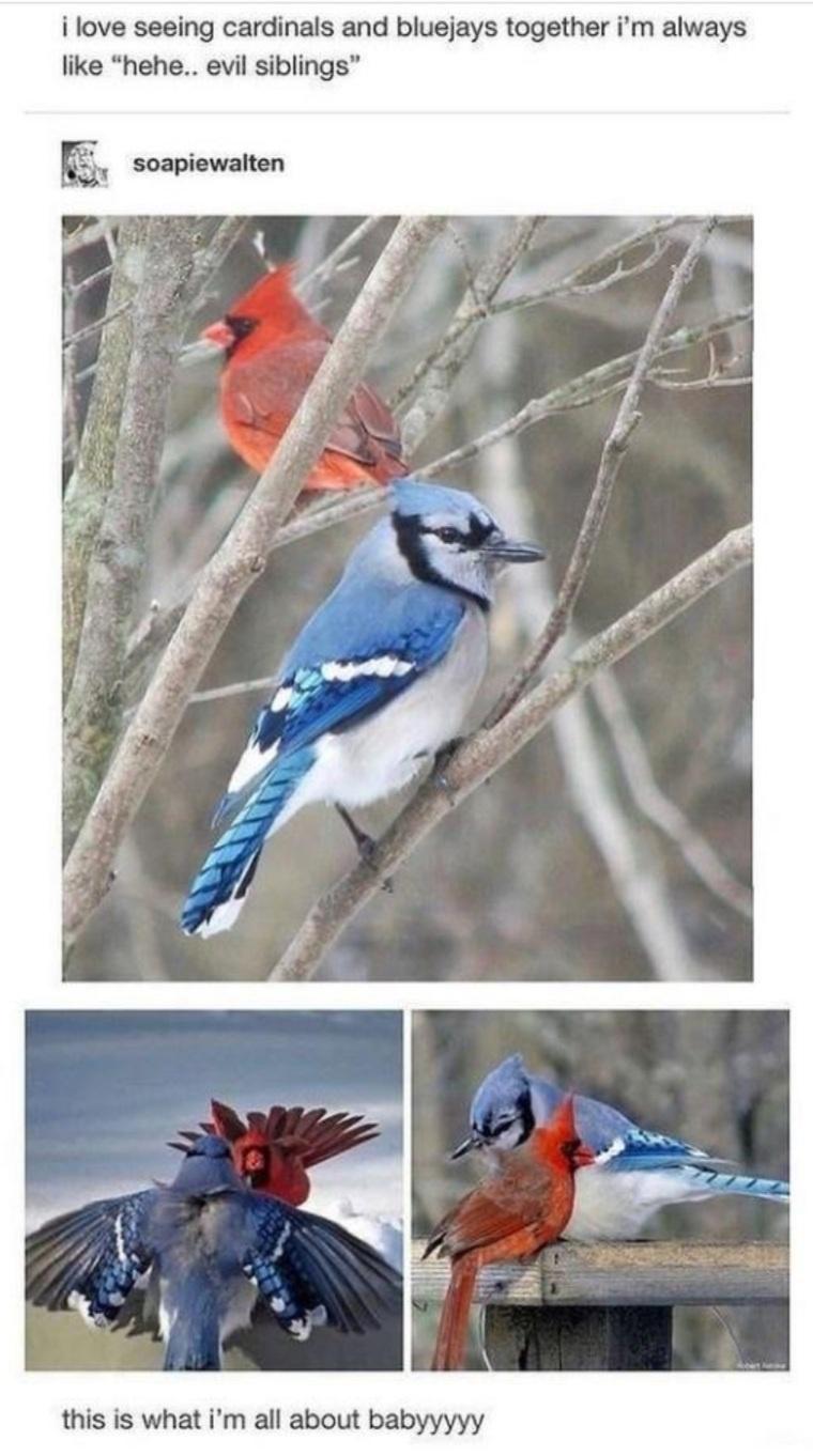 funny memes - cardinal blue jay - i love seeing cardinals and bluejays together i'm always "hehe.. evil siblings" soapiewalten this is what i'm all about babyyyyy