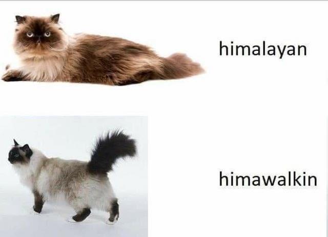 funny memes - seal point birman cat - himalayan himawalkin
