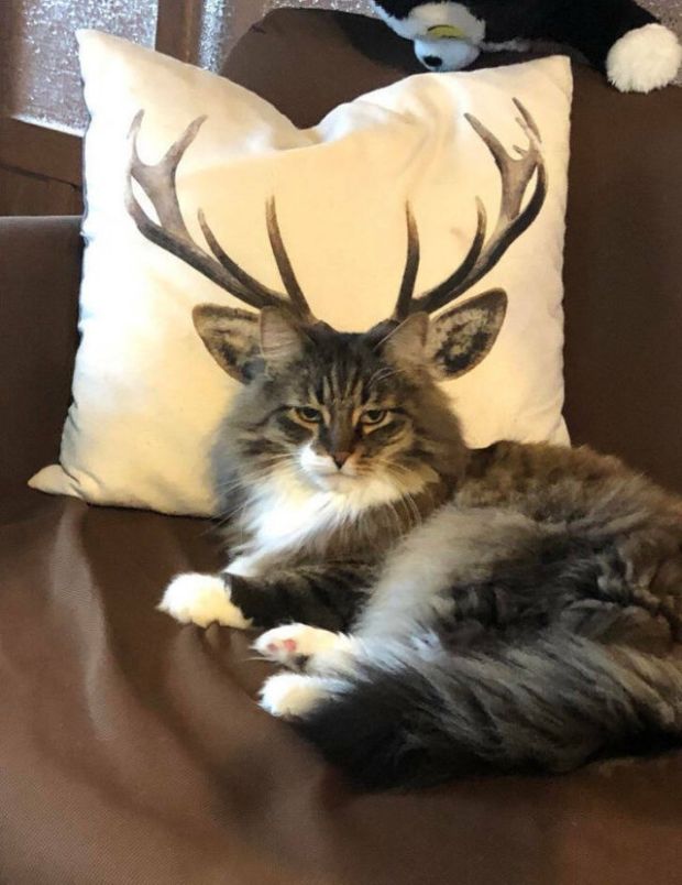 funny memes - cat with antlers