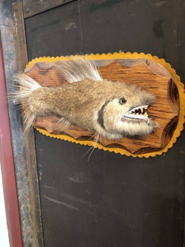 WTF Pictures - fish teeth