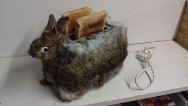 WTF Pictures - rabbit toaster