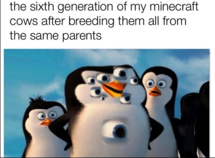 gaming memes - reject nature memes - the sixth generation of my minecraft cows after breeding them all from the same parents