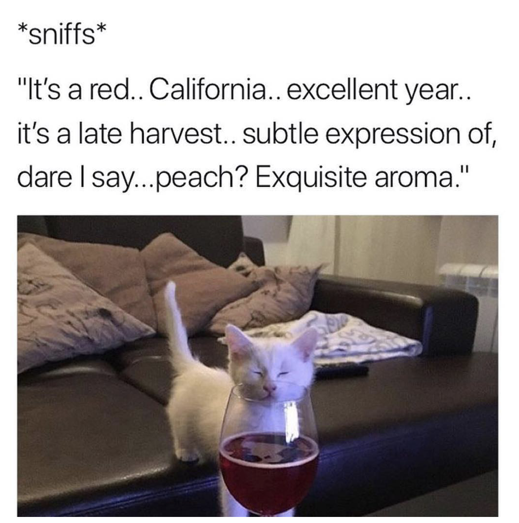 dank memes - wine cat meme - sniffs "It's a red.. California.. excellent year.. it's a late harvest.. subtle expression of, dare I say...peach? Exquisite aroma."