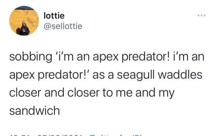dank memes - halsey demi lovato tweet - lottie sobbing 'i'm an apex predator! i'm an apex predator!' as a seagull waddles closer and closer to me and my sandwich