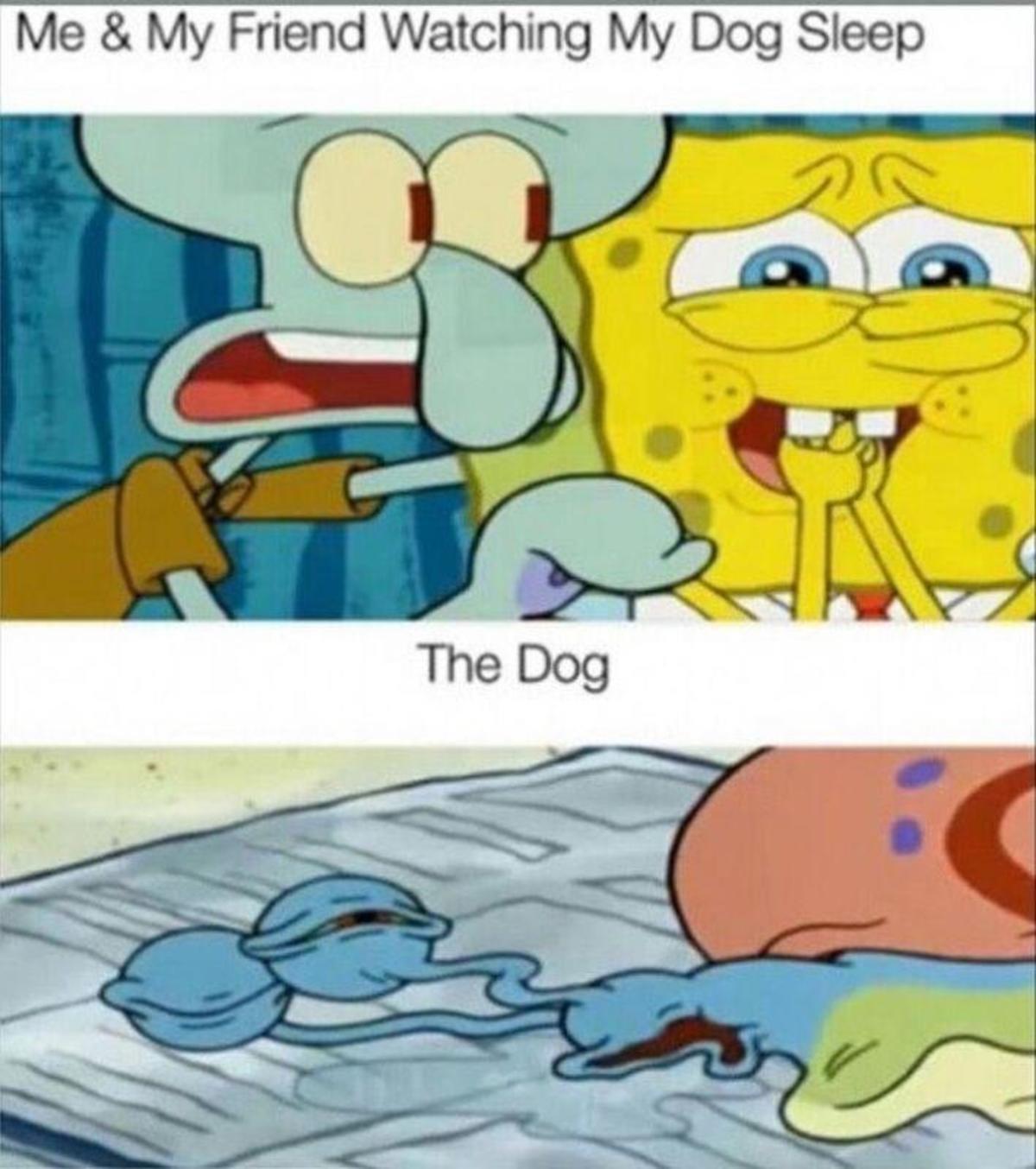 funny memes - dank memes funny relatable memes spongebob funny - Me & My Friend Watching My Dog Sleep The Dog